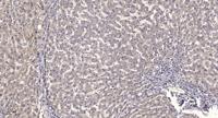 MBD3 Polyclonal Antibody