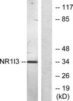 MB67 Polyclonal Antibody