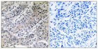 Brp44 Polyclonal Antibody