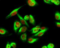 Brp44L Polyclonal Antibody