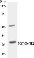 MaxiKβ2 Polyclonal Antibody