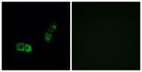 BRS-3 Polyclonal Antibody