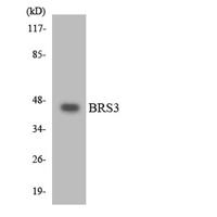 BRS-3 Polyclonal Antibody