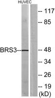 BRS-3 Polyclonal Antibody