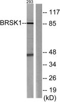 BRSK1 Polyclonal Antibody