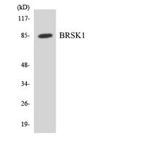 BRSK1 Polyclonal Antibody
