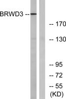 BRWD3 Polyclonal Antibody