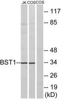 BST-1 Polyclonal Antibody