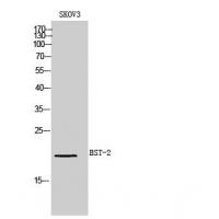 BST-2 Polyclonal Antibody