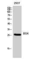 BSX Polyclonal Antibody