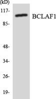 BTF Polyclonal Antibody