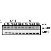 Btk Polyclonal Antibody
