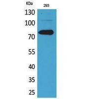 Btk Polyclonal Antibody