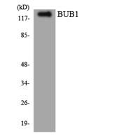 BUB1 Polyclonal Antibody