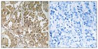 Bub1 Polyclonal Antibody