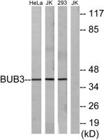 Bub3 Polyclonal Antibody