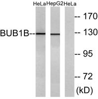 BubR1 Polyclonal Antibody