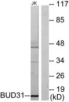 BUD31 Polyclonal Antibody