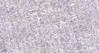 BUD31 Polyclonal Antibody