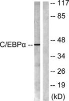 C/EBP α Polyclonal Antibody