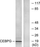 C/EBP γ Polyclonal Antibody