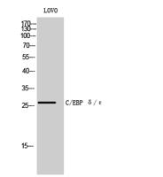 C/EBP δ/ε Polyclonal Antibody