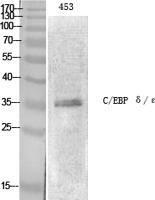 C/EBP ε Polyclonal Antibody
