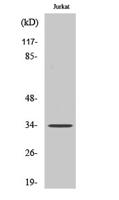 C/EBP ε Polyclonal Antibody