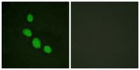 C/EBP ε Polyclonal Antibody