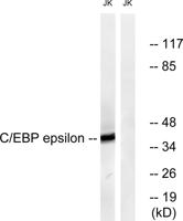 C/EBP ε Polyclonal Antibody