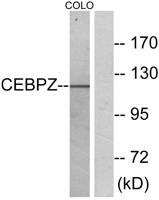 C/EBP ζ Polyclonal Antibody