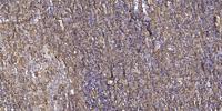 C16orf44 Polyclonal Antibody