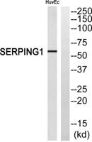 C1INH Polyclonal Antibody
