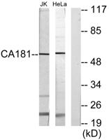 C1orf181 Polyclonal Antibody