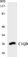 C1q-B Polyclonal Antibody