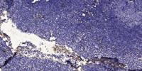 C1q-B Polyclonal Antibody