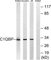 C1QBP Polyclonal Antibody