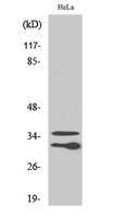 C1qL2 Polyclonal Antibody