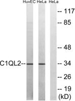 C1qL2 Polyclonal Antibody