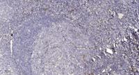 C1qL2 Polyclonal Antibody
