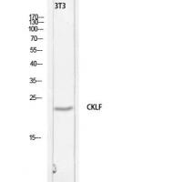 C32 Polyclonal Antibody
