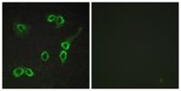 C3aR Polyclonal Antibody