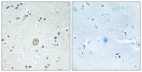 C3aR Polyclonal Antibody