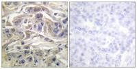 C3G Polyclonal Antibody