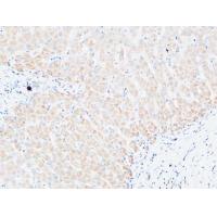 C4a/b Polyclonal Antibody