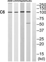 C6 Polyclonal Antibody