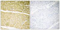 C6 Polyclonal Antibody
