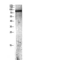 C7 Polyclonal Antibody