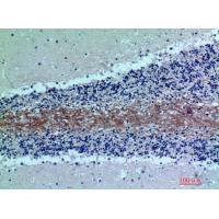 C7 Polyclonal Antibody