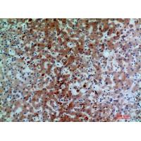 C7 Polyclonal Antibody
